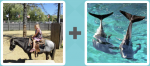 Pictoword level 241 - Horse Ride Dolphins Fins