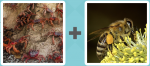 Pictoword level 486 - Crabs Bee Wasp