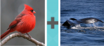 Pictoword Animals level 36 - Red Bird Fat Whale Fin