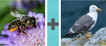 Pictoword Animals level 8 - Bee Wasp Pollen Seagull Bird