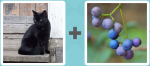 Pictoword Brands level 5 - Black Cat Luck Berries