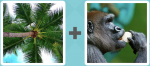 Pictoword Holidays level 8 - Palm Tree Branch Leaves Monkey Ape Eat