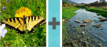 Pictoword Landmarks level 25 - Yellow Moth Butterfly River Stream